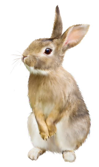 Rabbit
